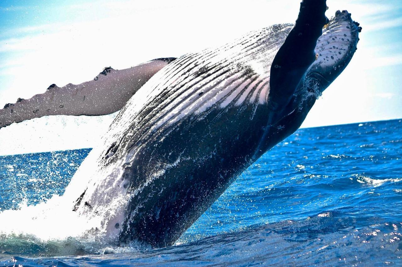Superbe Bord De Mer, Acces Lagon Et Piscine Privee Paea エクステリア 写真
