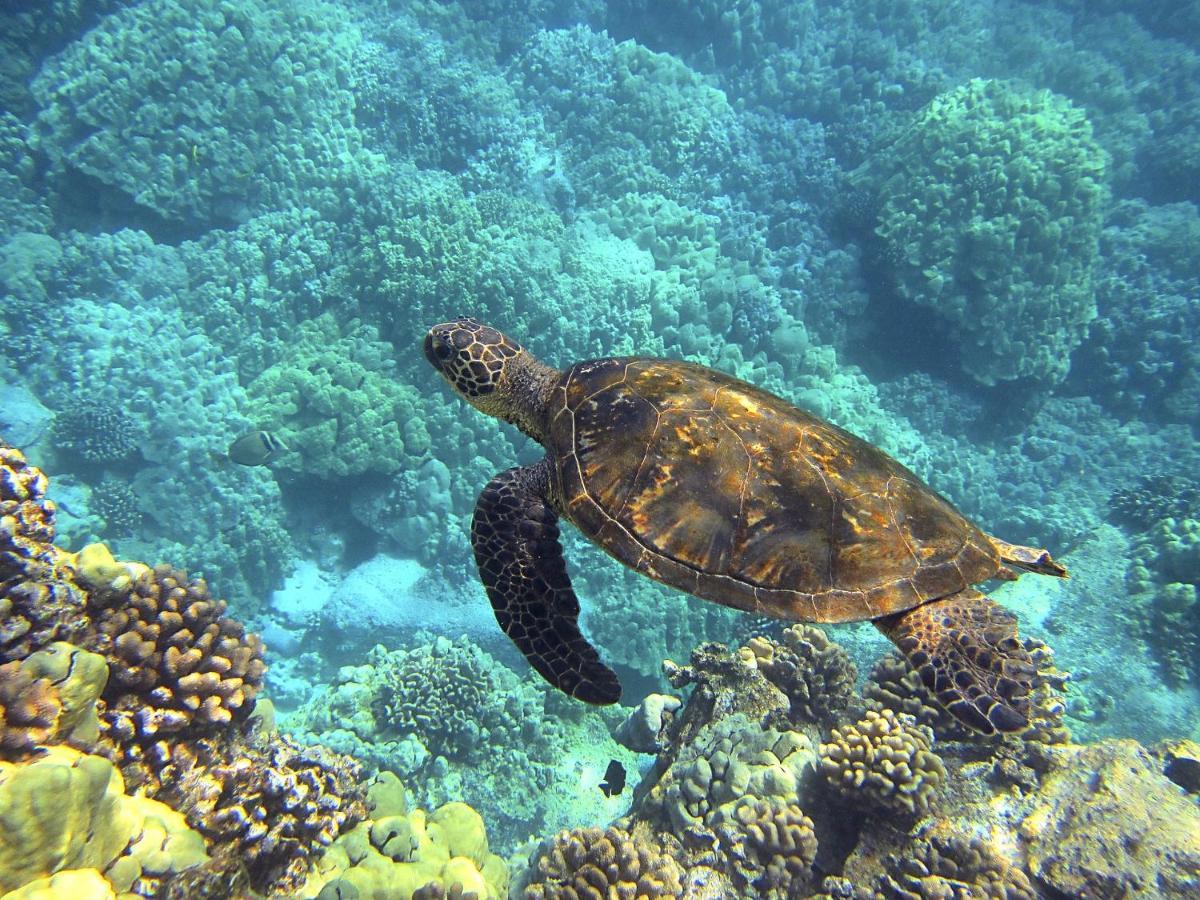 Superbe Bord De Mer, Acces Lagon Et Piscine Privee Paea エクステリア 写真