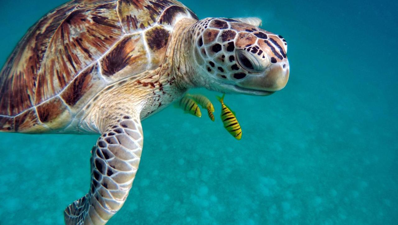 Superbe Bord De Mer, Acces Lagon Et Piscine Privee Paea エクステリア 写真